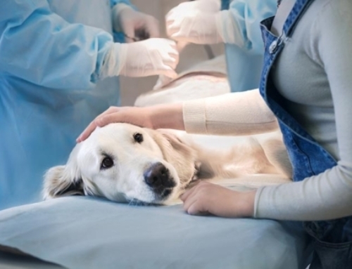 qPCR Gene Expression Analysis for Canine Cancer Diagnosis: A Veterinary Oncology Guide