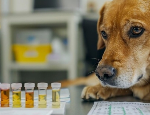 The Hidden Costs of Veterinary Cancer Diagnosis: Why Molecular Testing Actually Saves Money